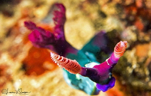 Nembrotha chamberlaini/Photographed with a Canon 60 mm ma... by Laurie Slawson 